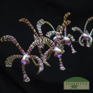 Arachnis flos-aeris