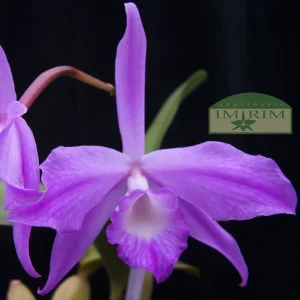 Laelia fidelensis