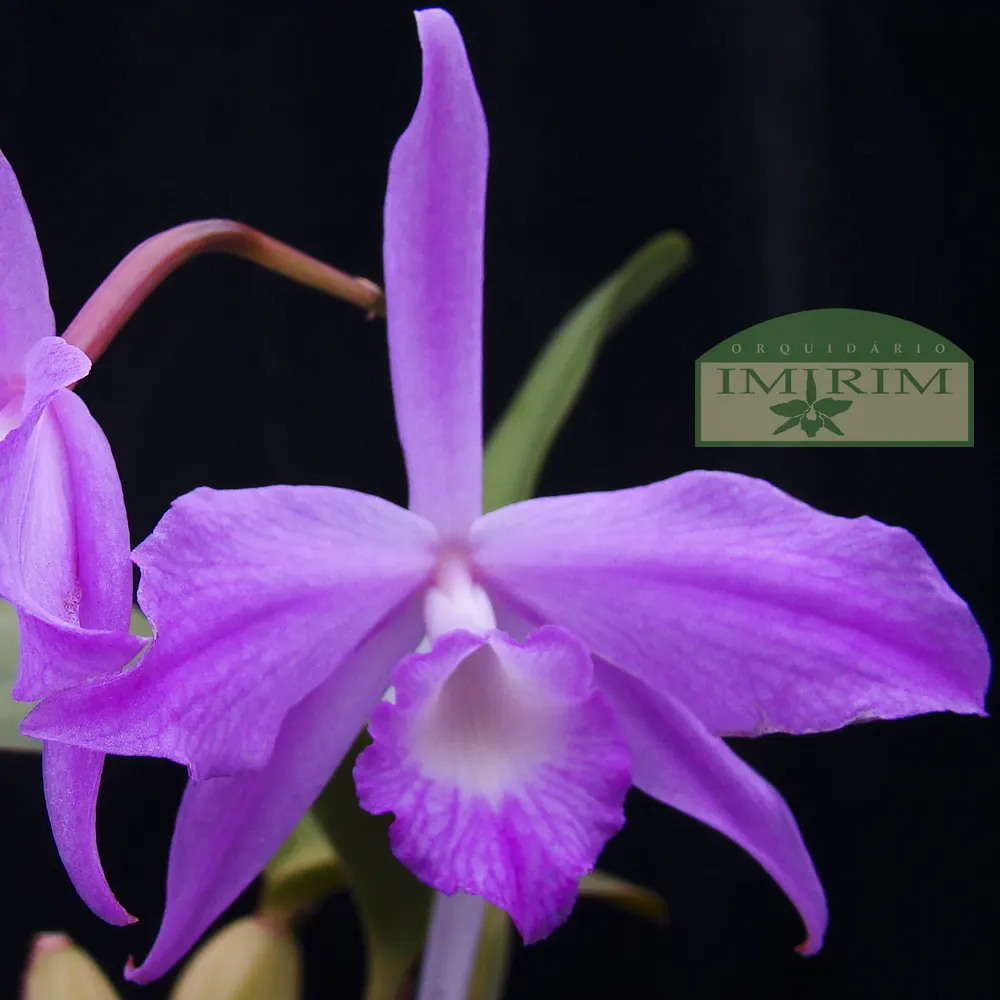 laelia-fidelensis-flor Laelia fidelensis