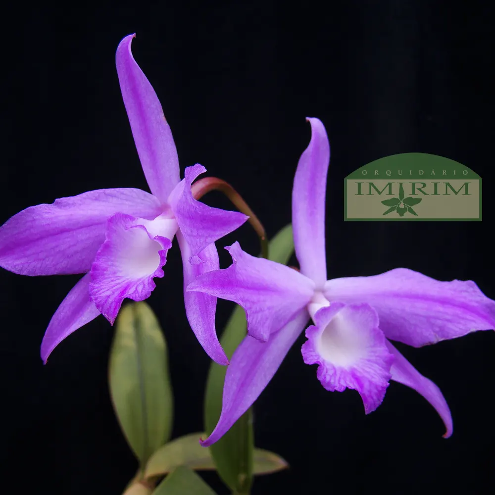 laelia-fidelensis