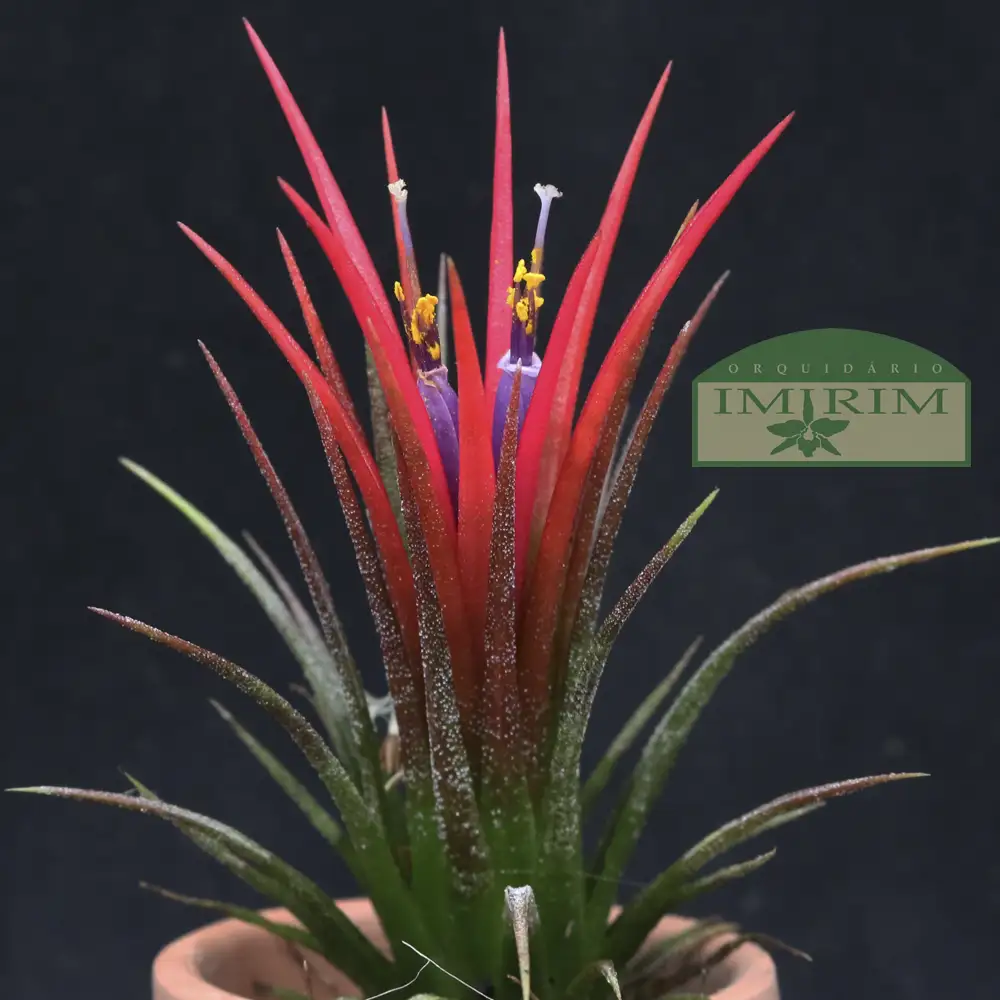tillandsia-ionantha-1