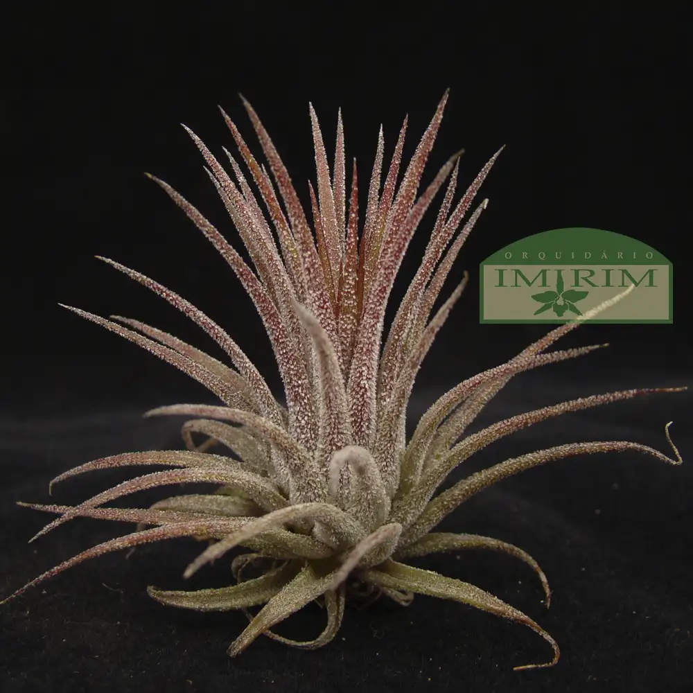 tillandsia-ionantha-2