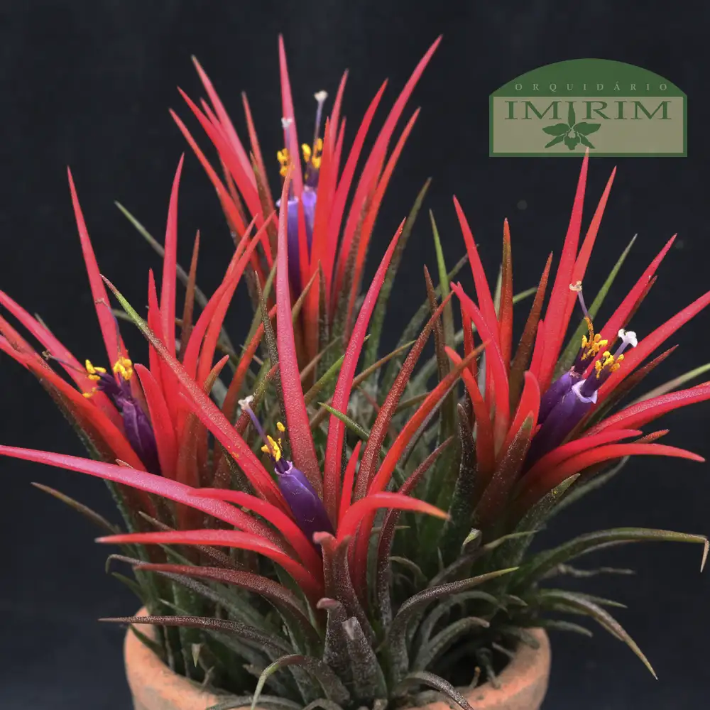 tillandsia-ionantha-3
