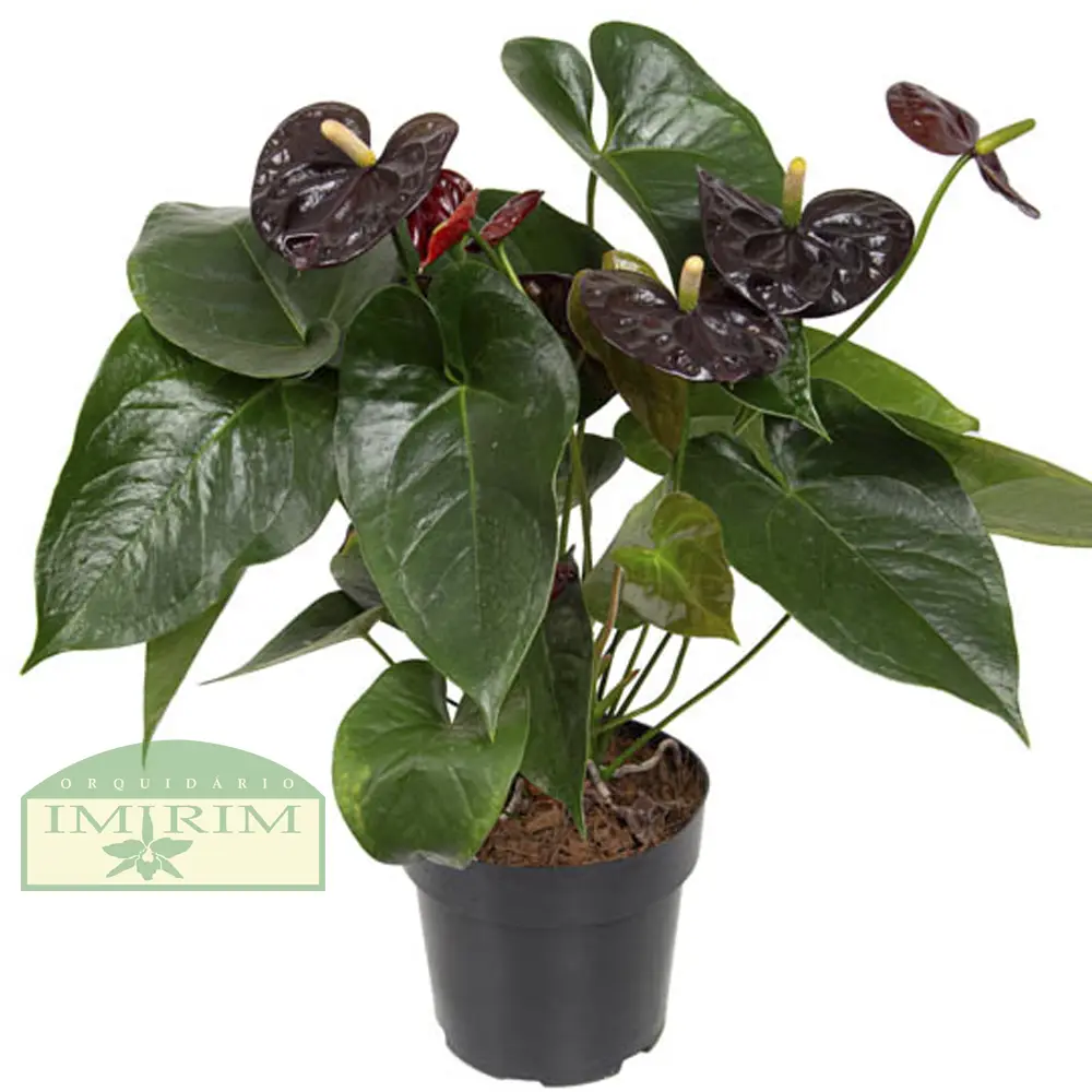 anthurium-black-queen