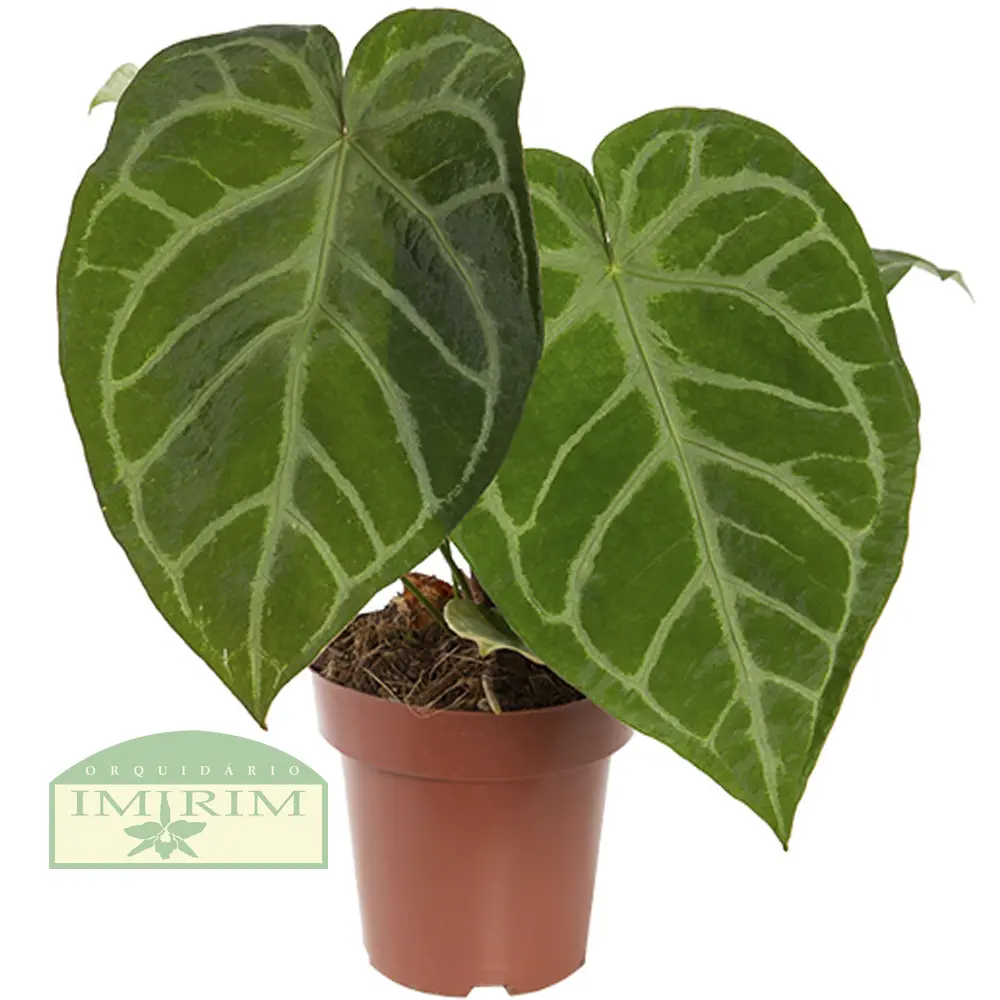 anthurium-crystallinum