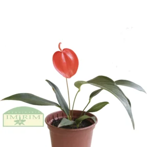 Anthurium scherzerianum