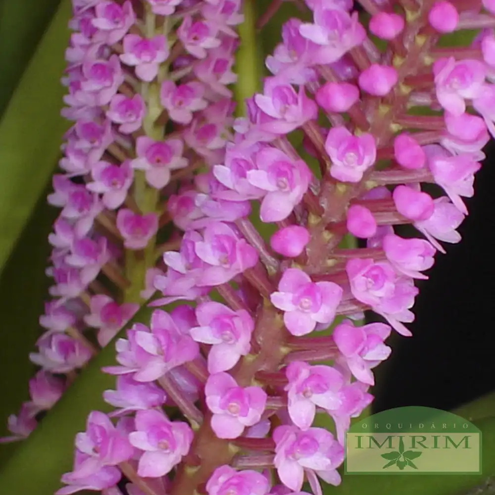 arpophyllum-giganteum-flor