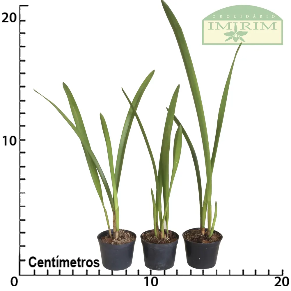 arpophyllum-giganteum-tamanho-planta