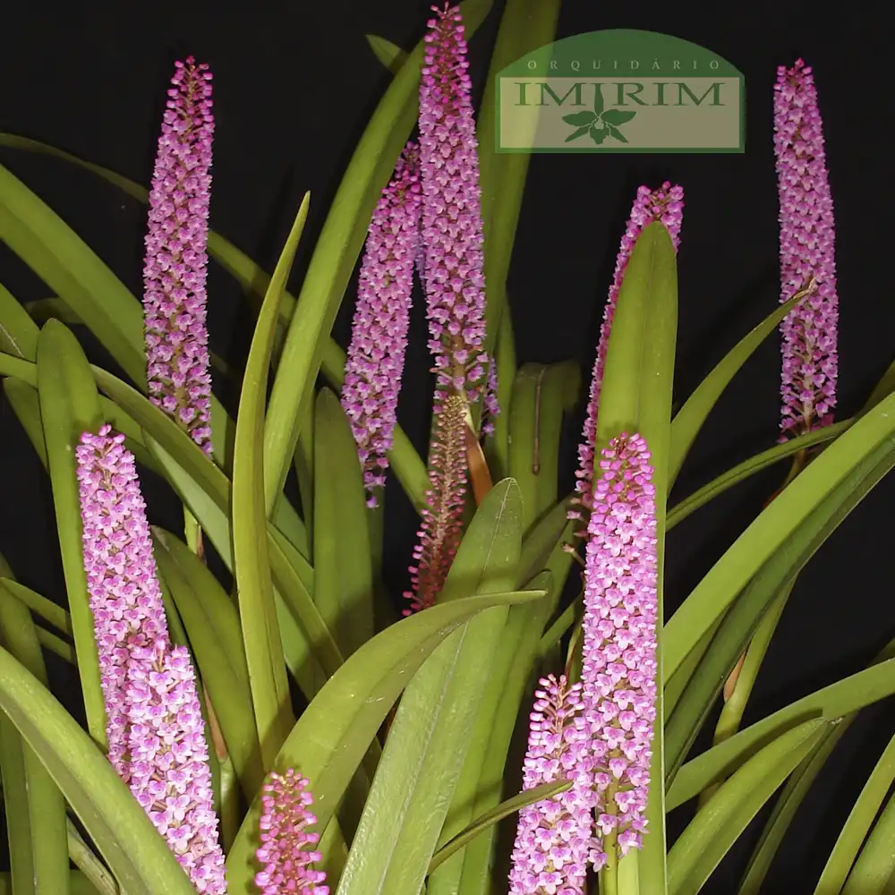 arpophyllum-giganteum
