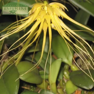 Bulbophyllum vaginatum