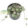 Ceropegia woodii 'Coração Emaranhado' (String of Hearts) Pote 06