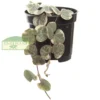 Ceropegia woodii f. variegata 'Coração Emaranhado' (String of Hearts) Pote 06