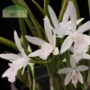 Laelia lundii f. delicata